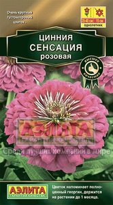 Цинния Сенсация РОЗОВАЯ 12шт махровая Н60см Сел.Farao Золотая сер. /однолетник