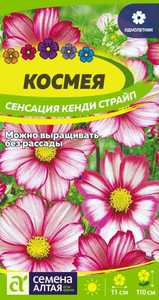 Космея Сенсация Кенди Страйп 0,5гр  Н110см /однолетник
